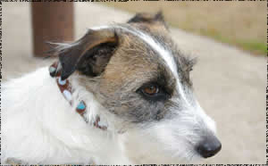 dog model