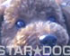 STARDOG@j[tF[X