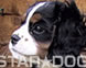 STARDOG@j[tF[X